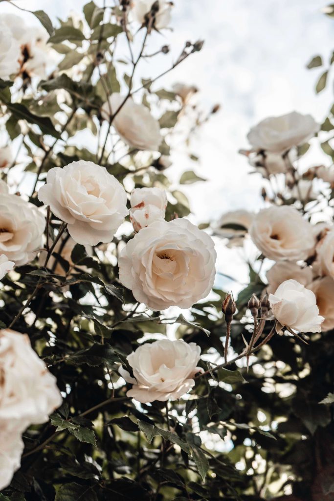 imagem com várias rosas brancas