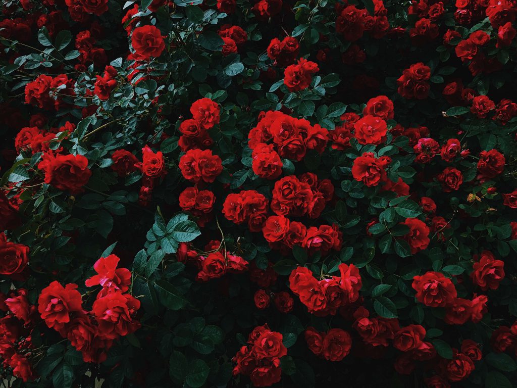 várias rosas vermelhas