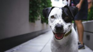Um cachorro branco e preto, com a língua de fora