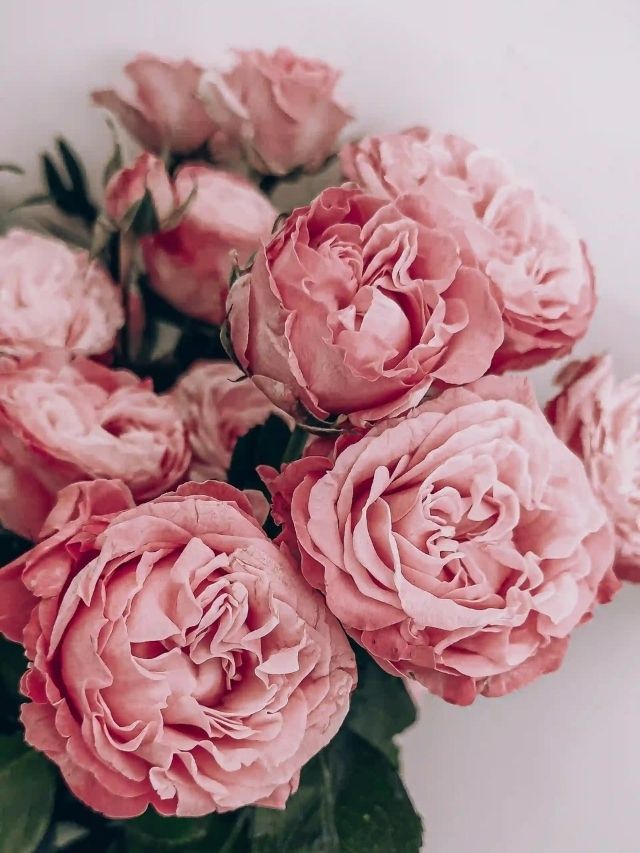 flor-buque-rosa