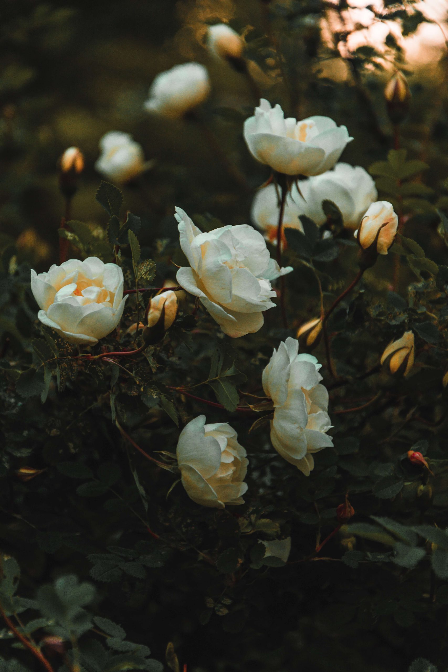 flores brancas com folhas verdes