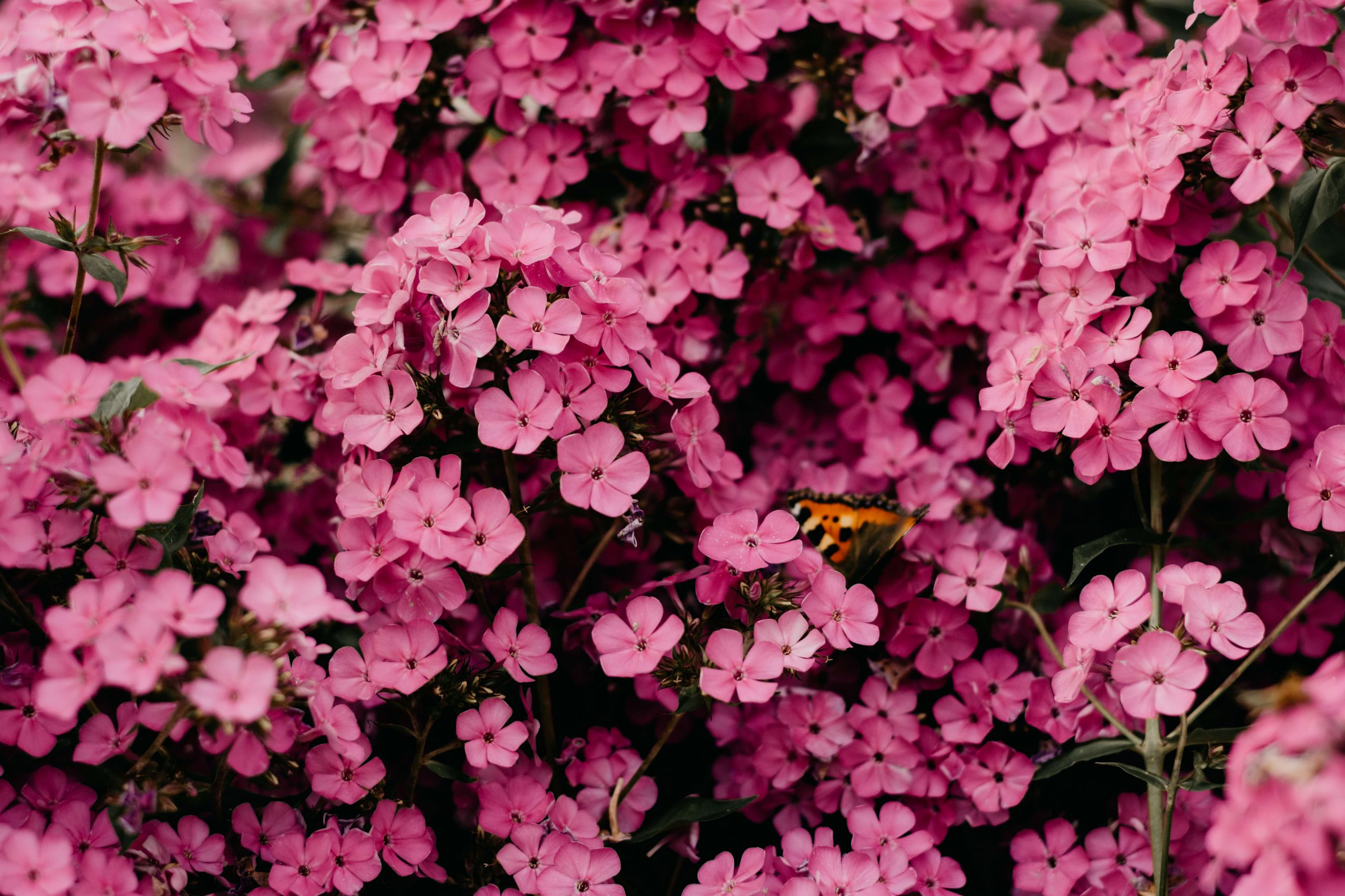 Pequenas flores rosas