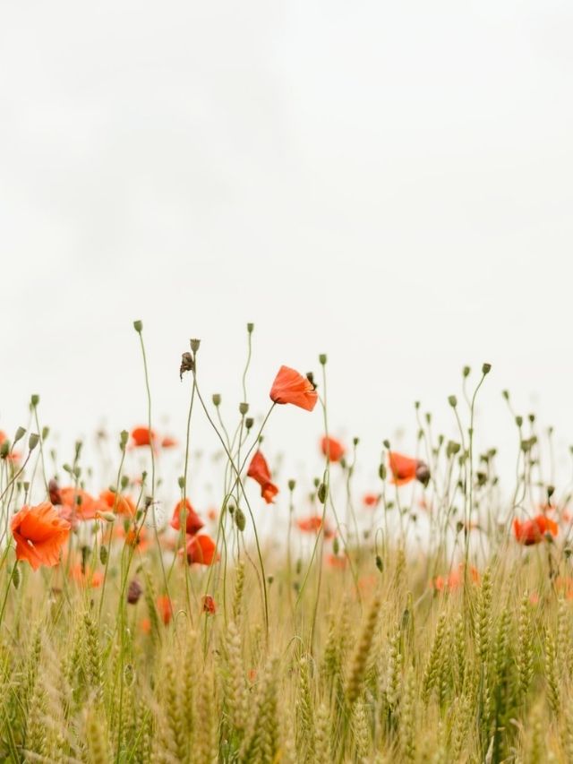 Flores alaranjadas em um campo com grama alta