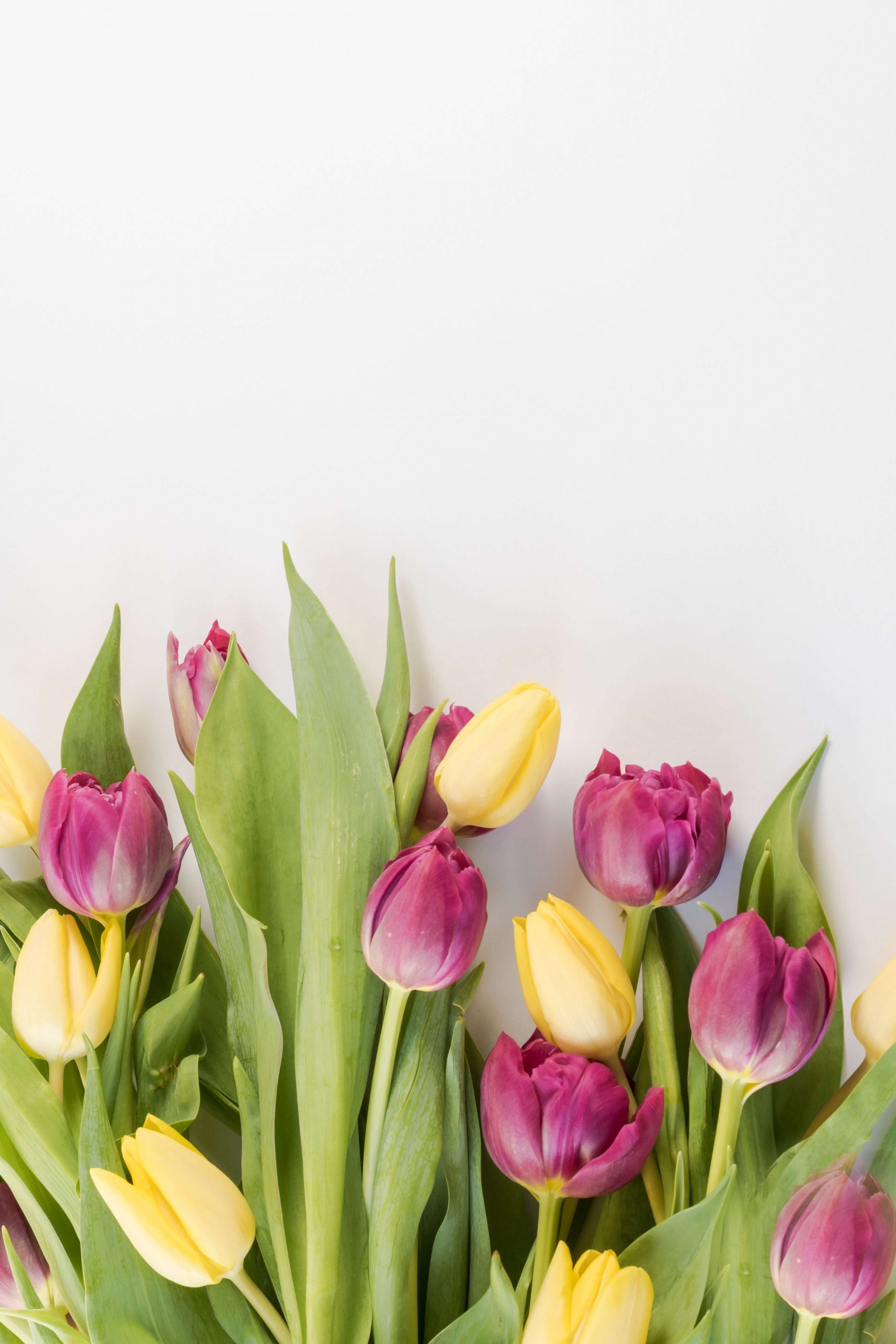 Tulipas roxas e amarelas, com folhas verdes.