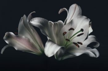 flor clara com fundo escuro, representando o luto após a perda de um ente querido