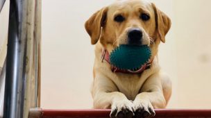 Imagem de um cachorro sentado na escada com um brinquedo azul na boca