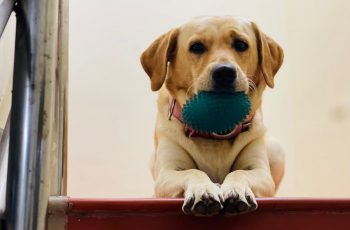 Imagem de um cachorro sentado na escada com um brinquedo azul na boca