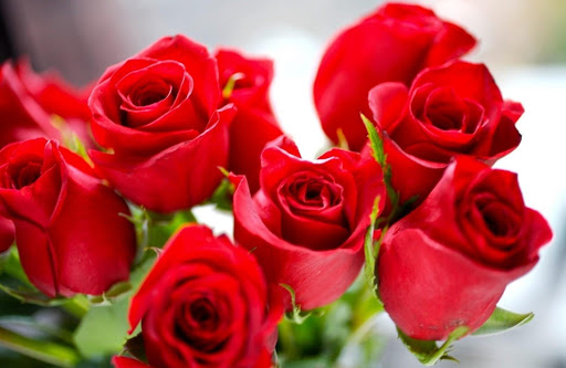 Qual é o significado da Rosa vermelha? | Coroas Para Velório
