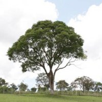 Foto de Cemitério Belo Vale