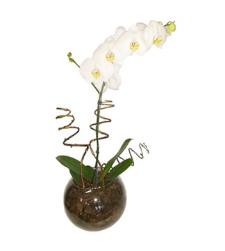 Arranjo de condolências de Orquídea Phalaenopsis em vaso de vidro.
