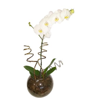 AR014 - Arranjo de Orquídea Phalaenopsis